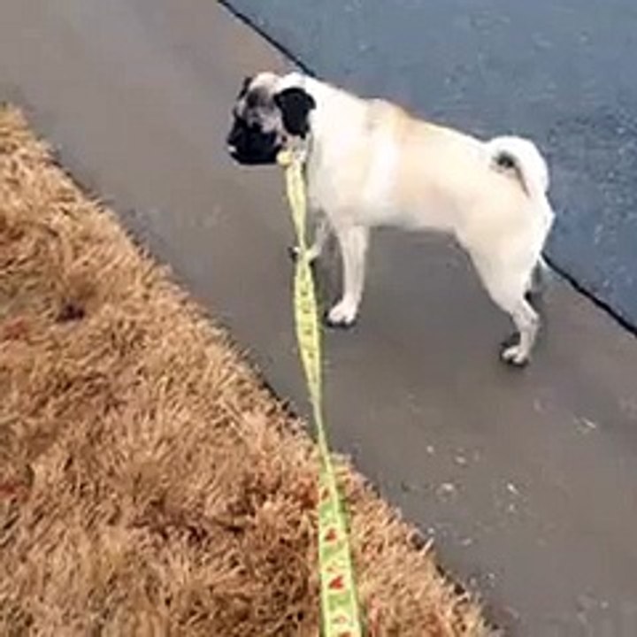 Guardian dog  in action