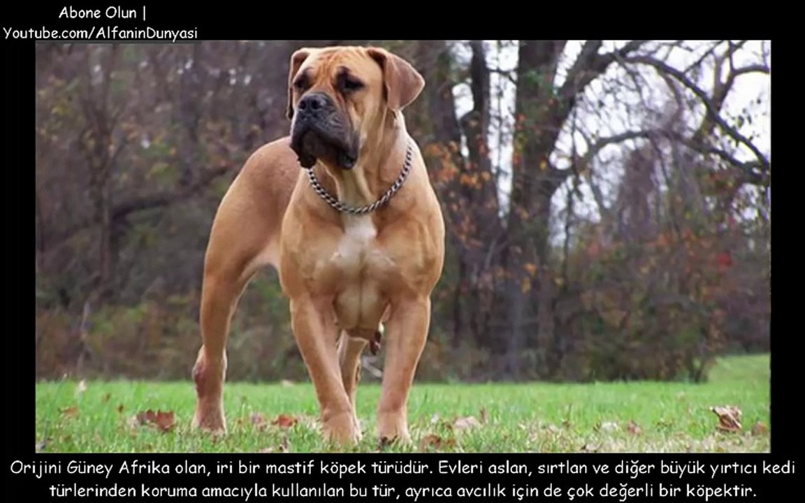 Dünyanın En Tehlikeli 15 Köpeği