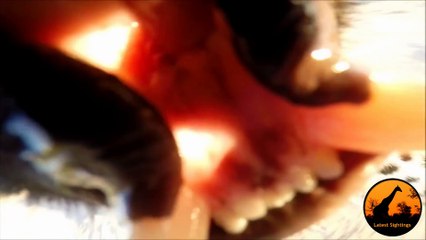 Leopard Meets GoPro! - Latest Wildlife Sightings