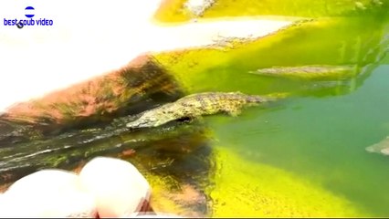 Best COUB. Подборка недели #40