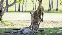 Heart-Wrenching Moment a Mother Kangaroo Reaches for Her Joey One Last Time