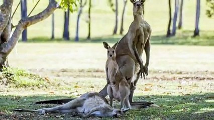 Heart-Wrenching Moment a Mother Kangaroo Reaches for Her Joey One Last Time