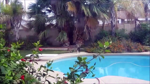 Un Coyote tue un chat dans un jardin et l'emporte