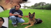 How to teach ANY dog to Come when called!