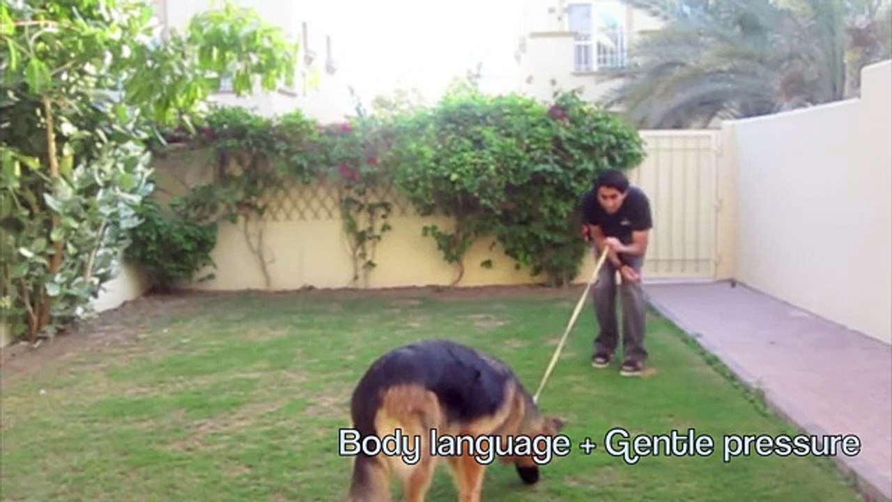 How to teach your dog to STOP pulling! (part 1)