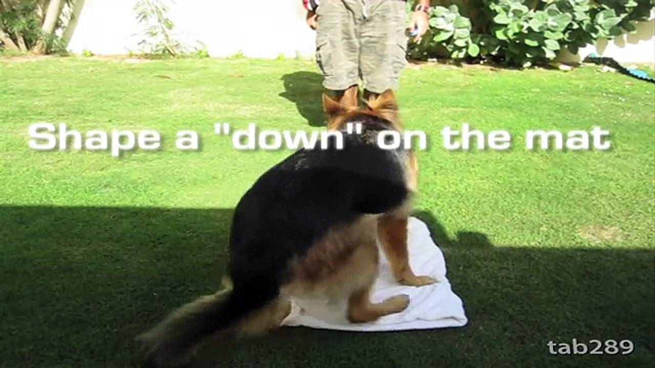 How To Train A Dog To Settle Down - Relax