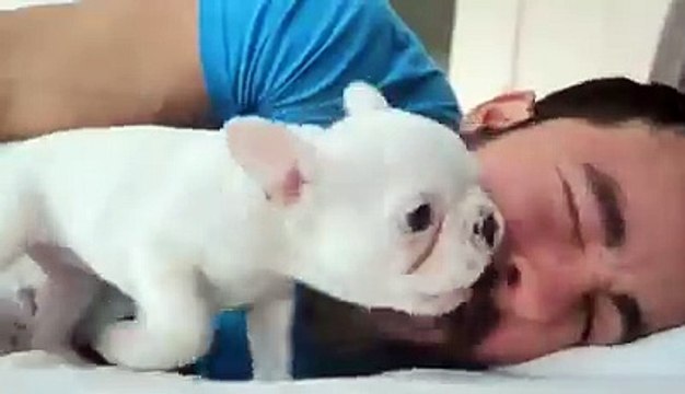 Собака играется с лицом хозяина