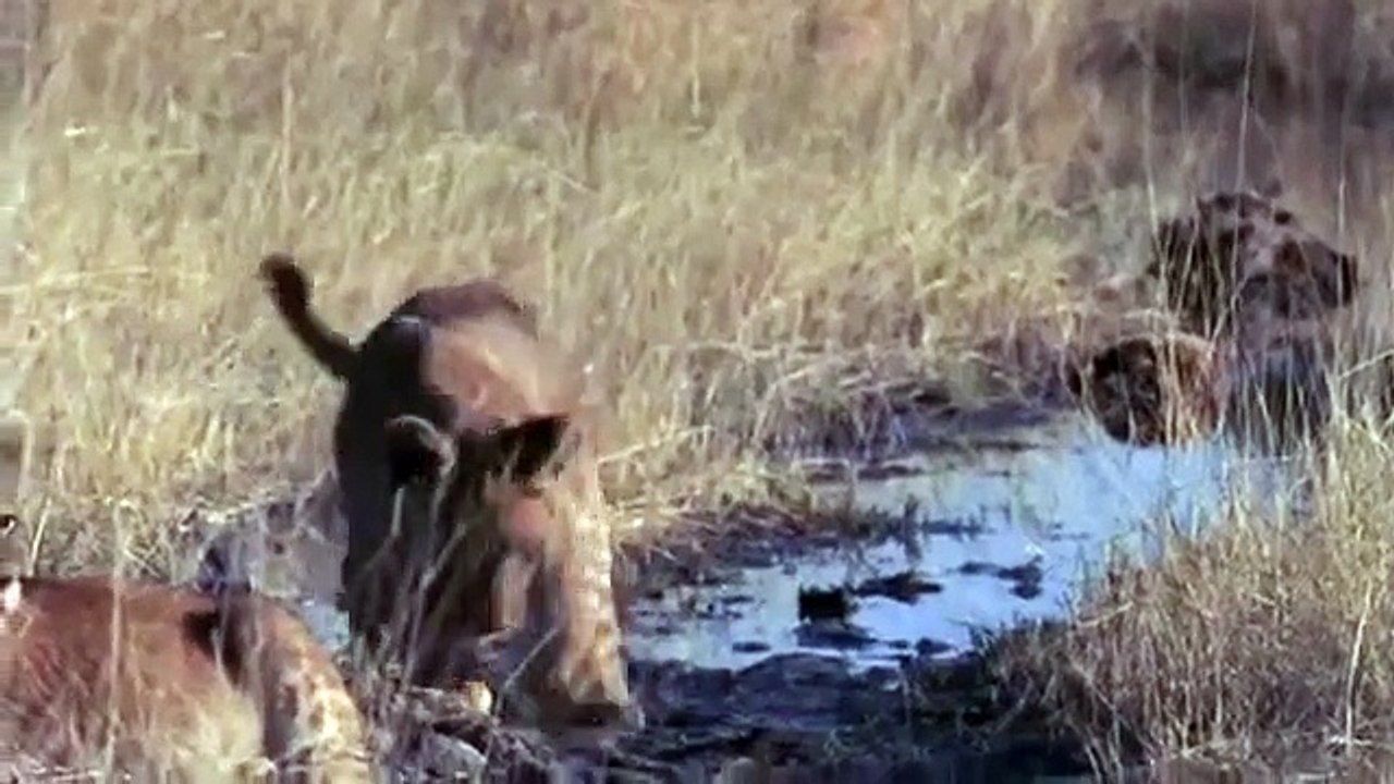 watch Natural World - Swamp Cats (Full Documentary)