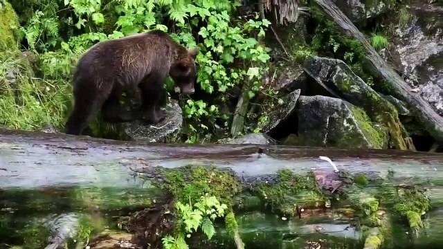 The Wild West Gold Rush Nat Geo WILD