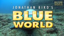 Jonathan Bird s Blue World  Cousteau s Blue Hole