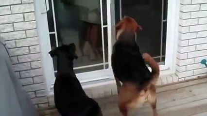 Dog Playing Volleyball With Human