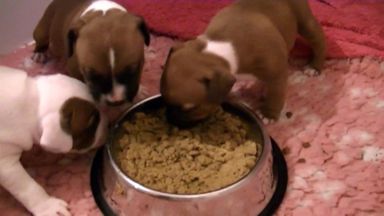 43ème vidéo La purée croquettes est mangée par les chiots de la 23ème portée de STAFFORDLAND