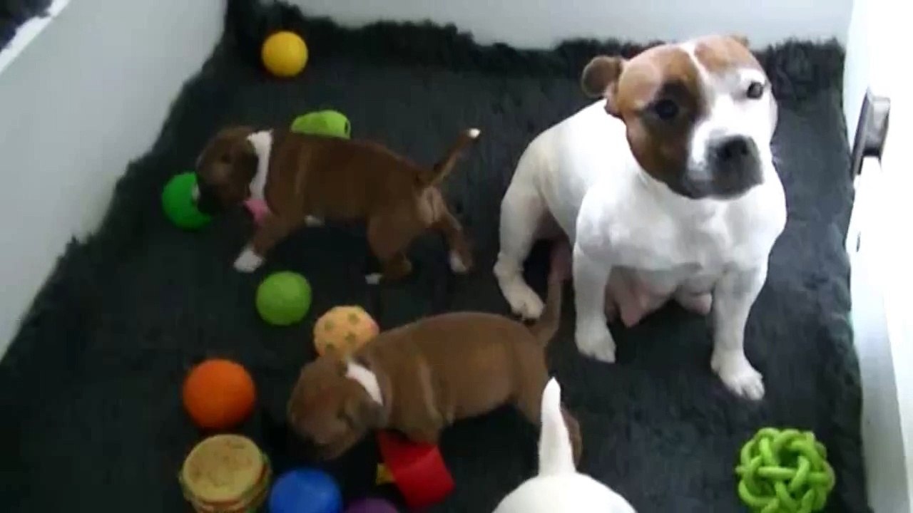 44ème vidéo Les chiots de la 23ème portée de STAFFORDLAND arrivent dans la salle