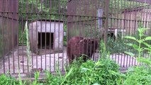 Enfermés depuis 20 ans, ces ours retrouvent ENFIN la liberté... Regardez leurs réactions !