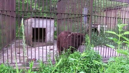 Enfermés depuis 20 ans, ces ours retrouvent ENFIN la liberté... Regardez leurs réactions !