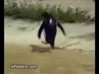 jumping pinguin