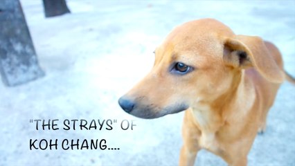 Happy Dogs Koh Chang