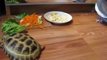 Confused parrot crazy after seeing turtle's reflection in mirror