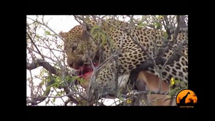 Leopard In Tree With A Kill, Hyena Underneath - 1st September 2013 - Latest Sightings