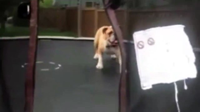 This Bouncing Bulldog Loves Trampolines