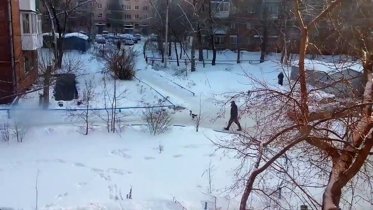 Ничего необычного просто Омич выгуливает своего гуся ))