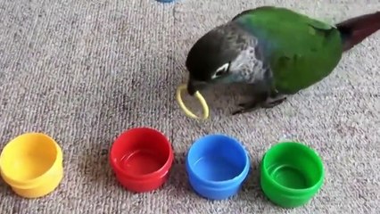 Очень умный попугай