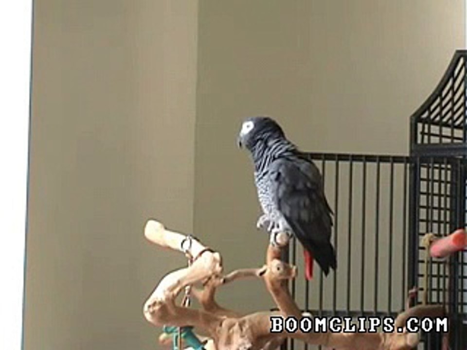 parrot_whistles_famous_song