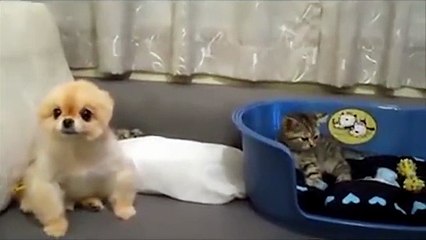 funny Cat Disturbing Dog When Watching TV