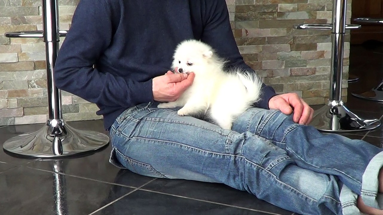 Spitz nain blanc 4 mois - LEE-ROY de l'Etoile du P'tit Berger