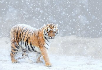 Гармония зимы и животного мира #2