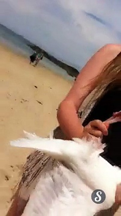 Une fille attrape un goéland à mains nues.