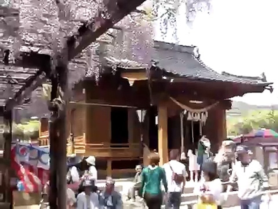 黒木の大藤
