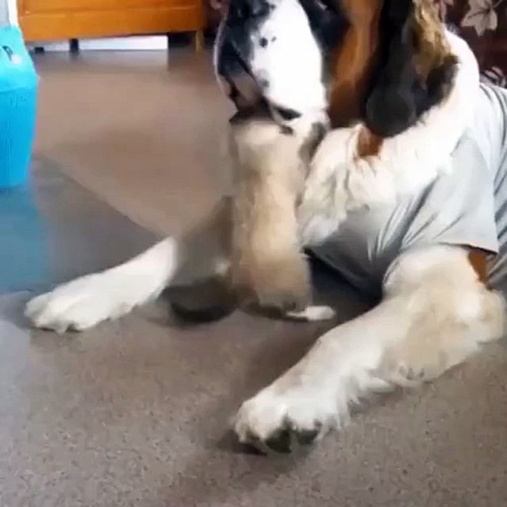 Kitty learned his lesson