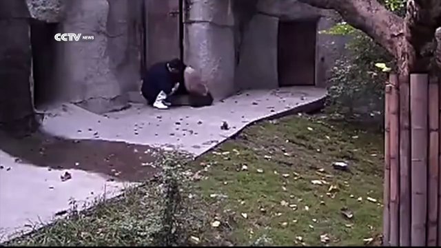lingy pandas don’t want to take their medicine