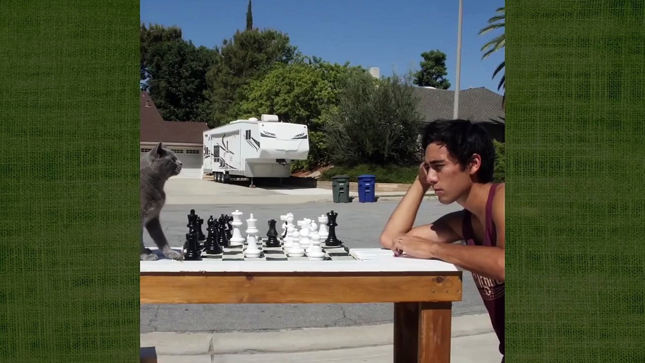 Teaching a cat to play chess