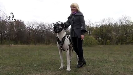 Blonde girl with a Funny Huge Great Dane Noble Dog720P HD
