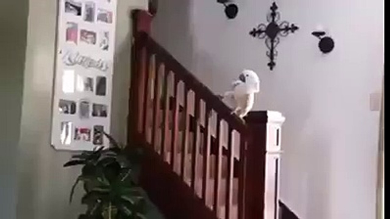 Cockatoo enjoying slide