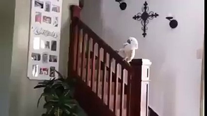 Cockatoo enjoying slide