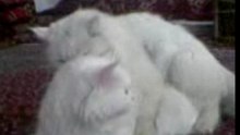 Cats Fuck