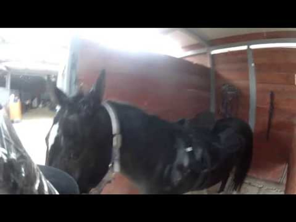 Spooked Horse