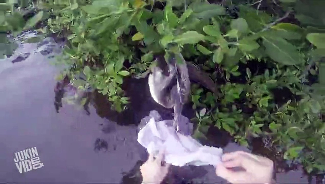 Man Saves Pelican with Fishing Wire Around its Beak