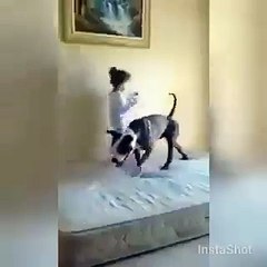 Dog enjoying with girls while jumping