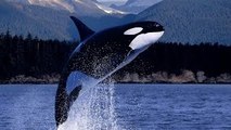 Sea Animal Documentary: Orca The Killer Whale (Killer Orca Documentary)