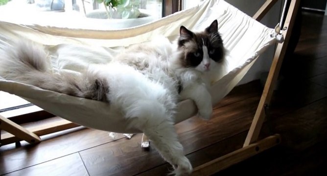 Un chat découvre l'utilisation du hamac