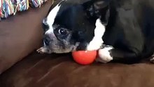 i challenge you not to laugh