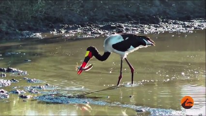African Fish Eagle Steals a Saddle-Billed Stork's Well Earned Meal