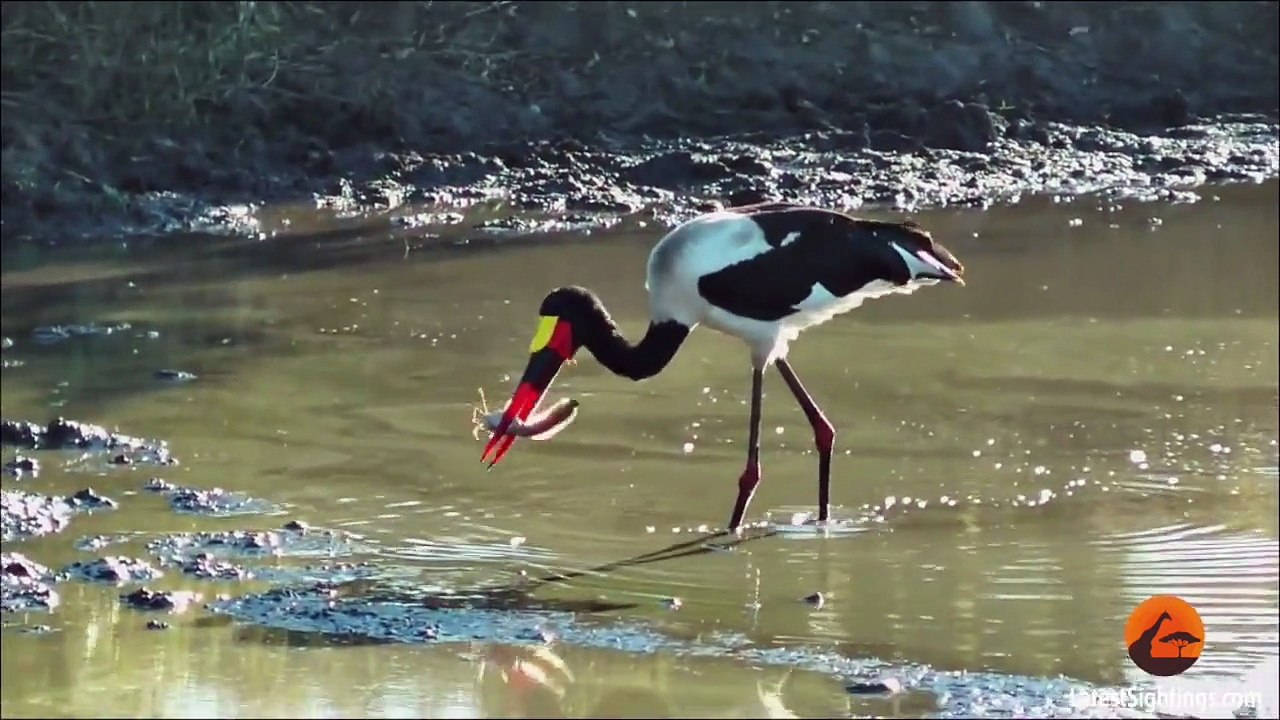 African Fish Eagle Steals a Saddle-Billed Stork's Well Earned Meal