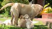 Adorable Yellow Lab Puppies Love Their Mama - Puppy Love