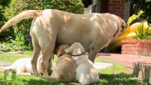 Adorable Yellow Lab Puppies Love Their Mama - Puppy Love