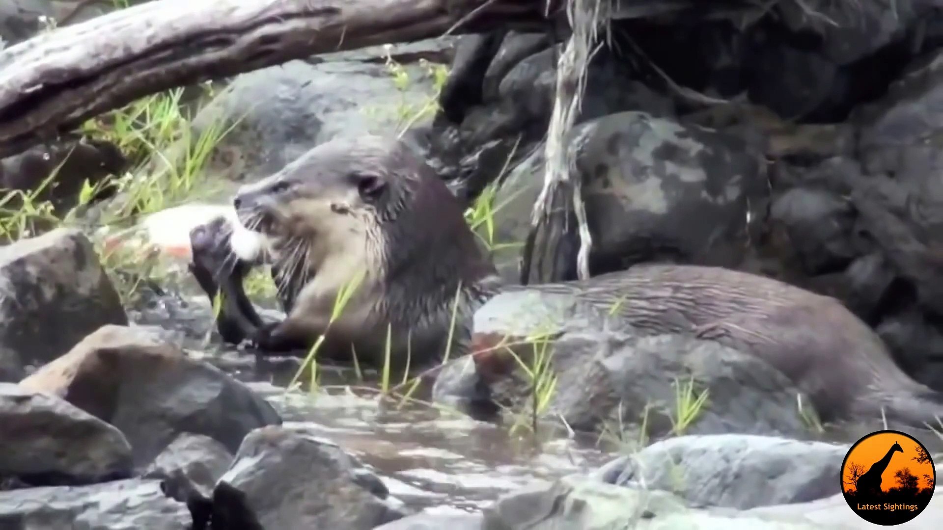 ⁣Cape-Clawless Otters Fishing in the Sabie River - Latest Wildlife Sightings